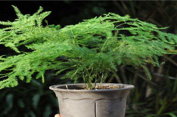 文竹為什么要用茶水澆，有利于它的生長但要注意用法