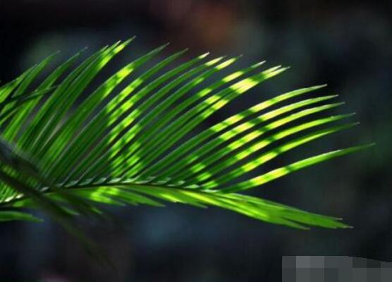 鐵樹怎么澆水，鐵樹澆水方法