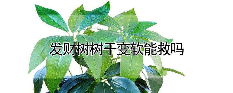 發(fā)財(cái)樹(shù)樹(shù)干變軟能救嗎
