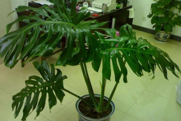 龜背竹葉子滴水有毒嗎，有毒（有腐蝕性和刺激性）