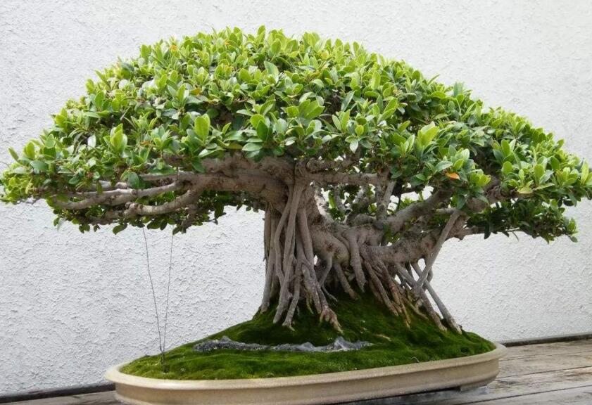 盆栽榕樹冬天怎么養(yǎng)，過冬必備的五種方法技巧