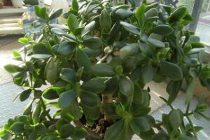 玉樹怎么養(yǎng)，玉樹的養(yǎng)殖方法和注意事項(xiàng)