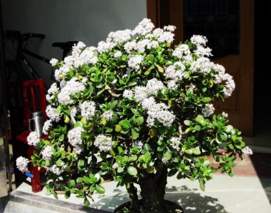 玉樹花盆景圖片大全，每個盆景都玉樹臨風(fēng)、多姿多彩