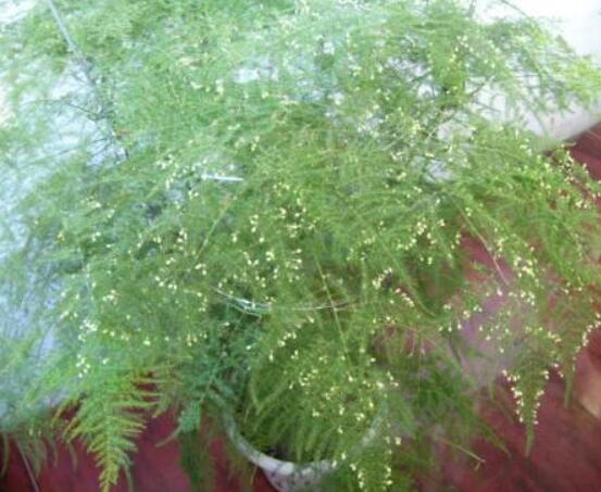 文竹肥料有哪些，餅肥、無機(jī)復(fù)合肥、液肥為主(枝繁葉茂)