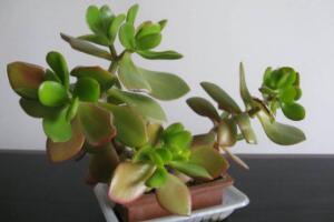 玉樹施什么肥好，玉樹怎么養(yǎng)才能長得快