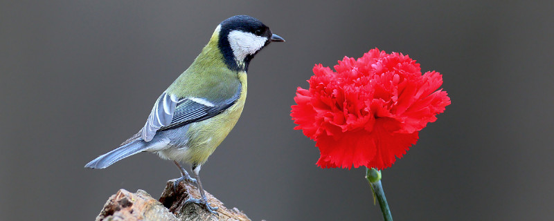 康乃馨種子的養(yǎng)殖方法和注意事項