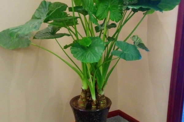 滴水觀音生長(zhǎng)溫度