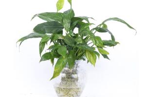 一帆風(fēng)順可以水培嗎，一帆風(fēng)順?biāo)囵B(yǎng)殖方法