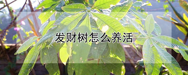 發(fā)財(cái)樹(shù)怎么養(yǎng)活