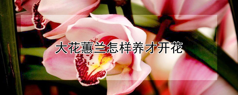 大花蕙蘭怎樣養(yǎng)才開(kāi)花
