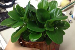 碧玉的花語是什么，碧玉花的風(fēng)水寓意