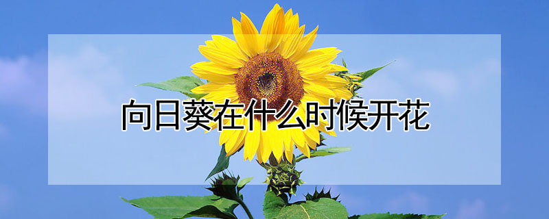 向日葵在什么時(shí)候開(kāi)花