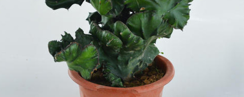 四大發(fā)財(cái)之樹(shù)