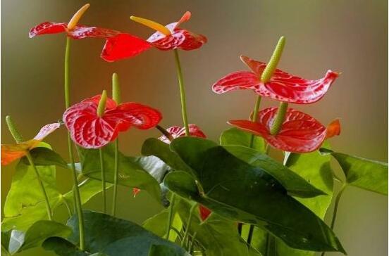 紅掌怎么養(yǎng)才能開(kāi)花，只需要做好六點(diǎn)花開(kāi)茂盛