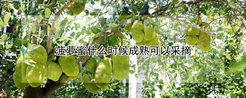 菠蘿蜜什么時(shí)候成熟可以采摘