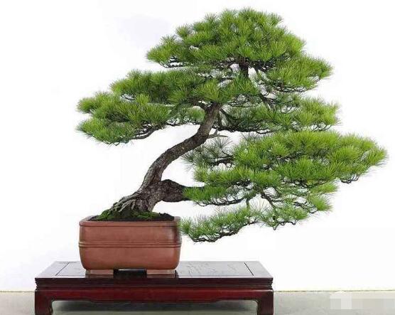 羅漢松盆景制作方法，教你五個(gè)基本步驟便可開(kāi)枝散葉