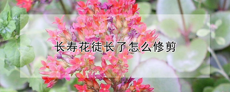 長(zhǎng)壽花徒長(zhǎng)了怎么修剪