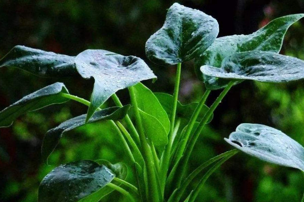 滴水觀(guān)音北方冬季能過(guò)冬嗎