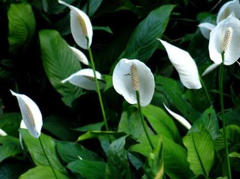 水培一帆風(fēng)順的養(yǎng)殖方法，水質(zhì)的要求最重要