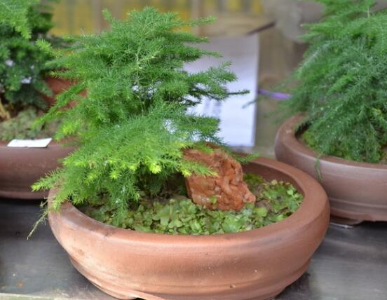 文竹肥料有哪些，餅肥、無(wú)機(jī)復(fù)合肥、液肥為主(枝繁葉茂)