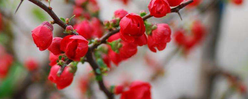 長(zhǎng)壽冠海棠夏季怎么管理