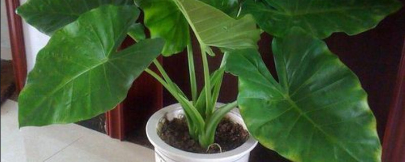 滴水觀(guān)音怎么固定