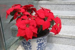 一品紅花期調(diào)控方法，以下方法就可以讓它提前開花