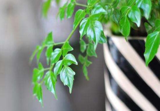 幸福樹的養(yǎng)殖方法，老農(nóng)教你八大基本養(yǎng)殖方法