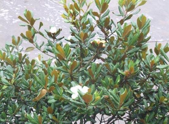 橡皮樹開花嗎，橡皮樹多久開花(一年兩次）