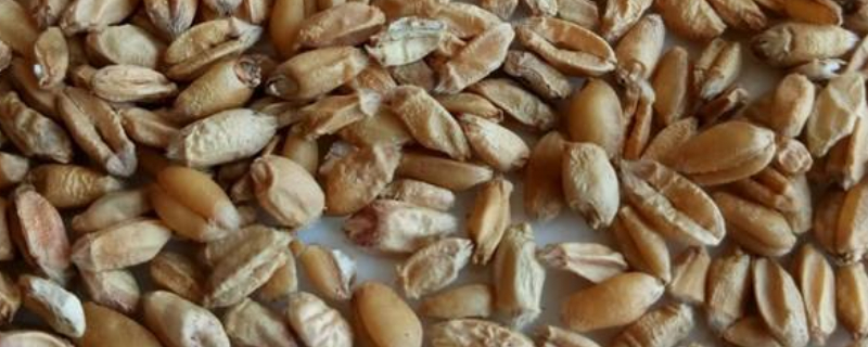 淮小麥和浮小麥的區(qū)別