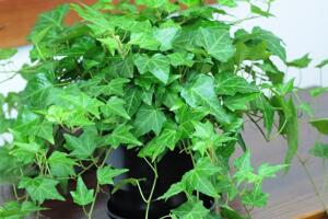 常春藤有毒嗎，常春藤可以放臥室嗎