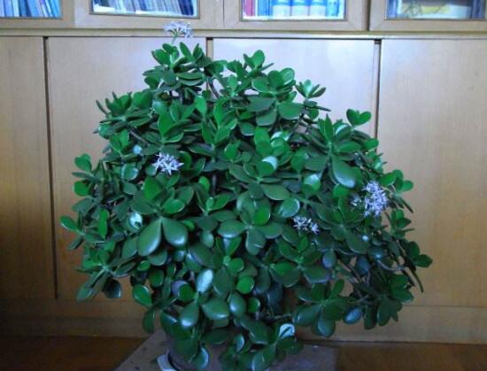 玉樹葉子發(fā)軟怎么辦，三種原因以及解決辦法