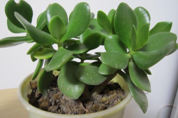 燕子掌冬天怎么養(yǎng)殖，做好以下4點(diǎn)可保植株順利越冬