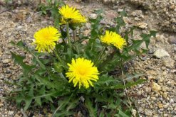 蒲公英和苦菜的區(qū)別，可以通過(guò)花、葉進(jìn)行區(qū)分