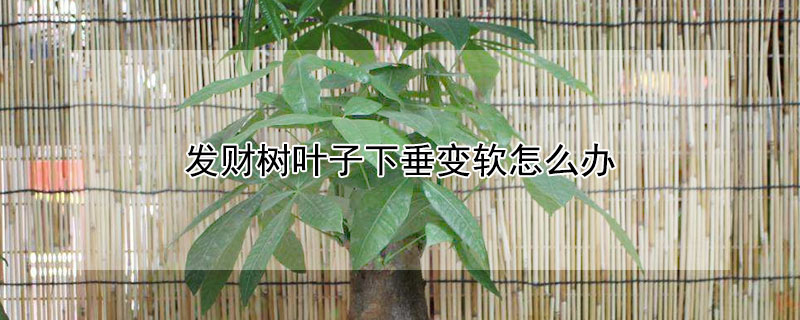 發(fā)財(cái)樹葉子下垂變軟怎么辦
