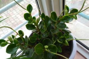 碧玉會開花嗎，碧玉什么季節(jié)開花(春季盛開)