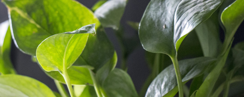 綠蘿加啤酒能快速生長(zhǎng)嗎