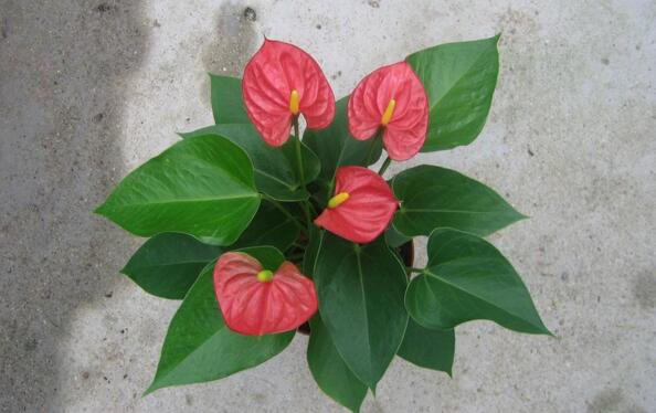 紅掌的催花方法，加強(qiáng)日常管理（溫度、光照、通風(fēng)、肥水）