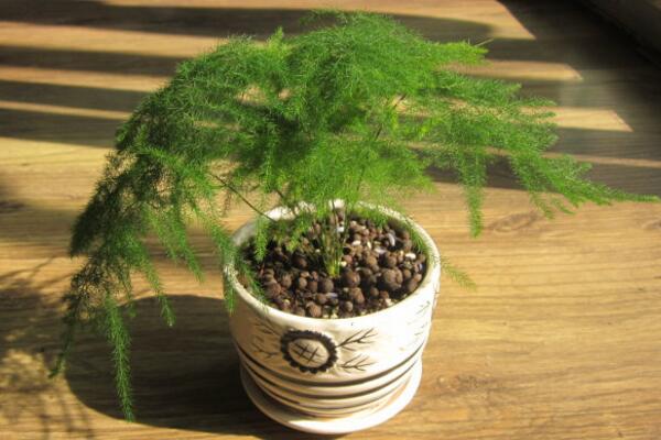 文竹為什么要用茶水澆，有利于它的生長但要注意用法