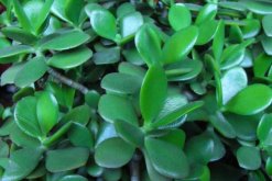 玉樹的藥用價值，催乳抗癌治癬