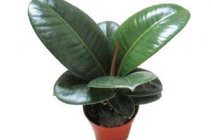 橡皮樹爛根什么原因，橡皮樹爛根怎么辦