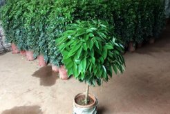 平安樹長太高怎么辦，適當的修剪即可