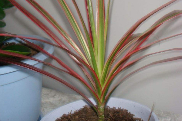 千年木怎么過(guò)冬