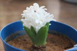 風(fēng)信子為什么長不高，可能是因為日常管理不當(dāng)造成