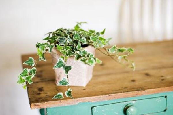 常春藤和綠蘿哪個好養(yǎng)，常春藤更耐寒