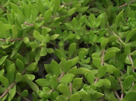 玉樹怎么換盆，三個簡單步驟讓你輕松學(xué)會