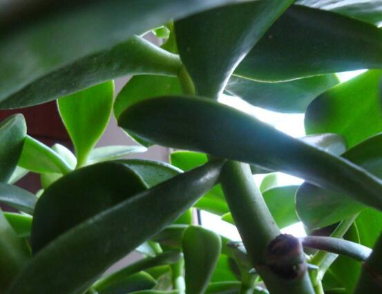 玉樹常見的病蟲害防治，教你四種辦法簡單學(xué)會