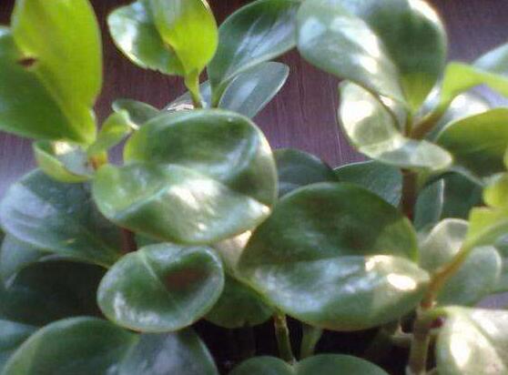 碧玉花怎么修剪，五個基本步驟修剪更加美觀