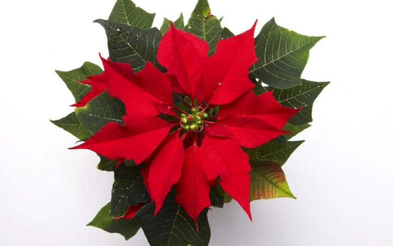 一品紅的寓意，象征冬日中的暖陽