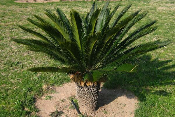 鐵樹的養(yǎng)殖方法，必須要掌握的5個要點